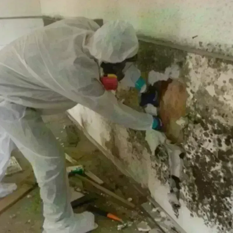 Mold Remediation and Removal in Solana Beach, CA